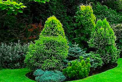 ... landscaping with evergreen trees and shrubs designs ideas and photos