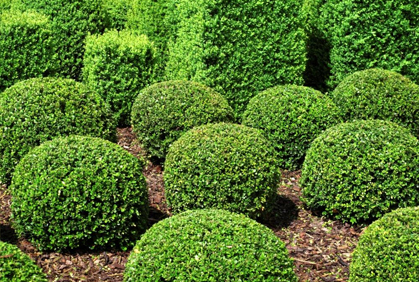 Pictures of Shrubs for Landscaping 2016 Design Plans