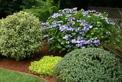 Best Types of Shrubs for Landscaping Designs Photos