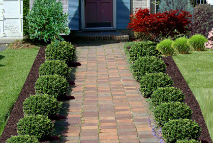 Shrubs and Bushes for Landscaping Pictures and Ideas