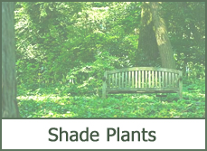 Full Shade Loving Plants
