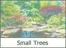 Small Trees for Landscaping