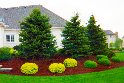 Most popular landscaping with evergreen trees and shrubs pictures with DIY design ideas and DIY plans