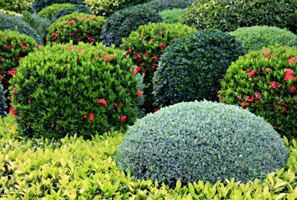 Best landscaping with shrubs and bushes designs ideas pictures and diy plans
