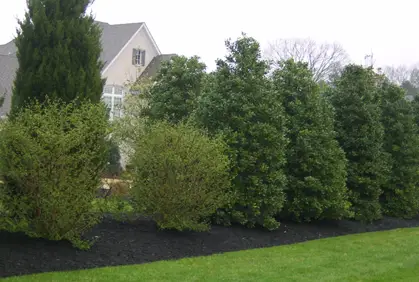 Top 2015 trees for landscaping design ideas photos and diy makeovers