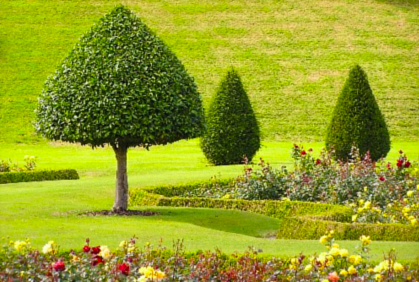 Most popular trees for landscaping pictures with DIY design ideas and DIY plans