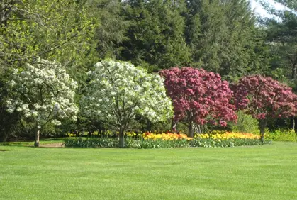 landscaping with trees