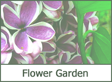 Flower Garden Pictures