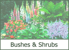 Types of Shrubs and Bushes