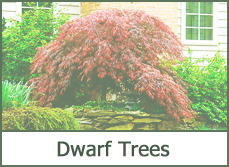 Dwarf Trees for Garden Landscaping