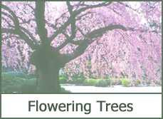 Flowering Trees for Landscaping