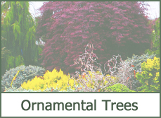Ornamental Trees for Landscaping