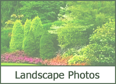 Evergreen Landscaping Photos