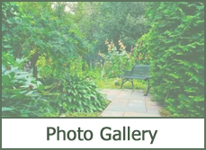 Photo Gallery Trees for Landscaping