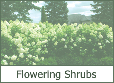 most popular shrubs and bushes