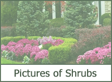 best types of shrubs