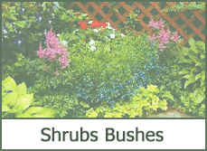 shrubs and bushes for landscaping