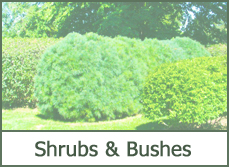 Shrubs for Landscaping Design