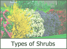 Types of shrubs for landscaping ideas and design photos