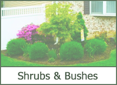 pictures of shrubs for landscaping