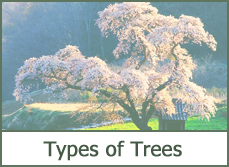 Best Trees for Landscaping